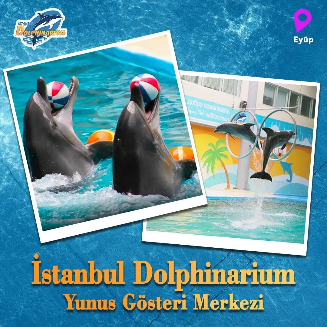 İstanbul Dolphinarium card