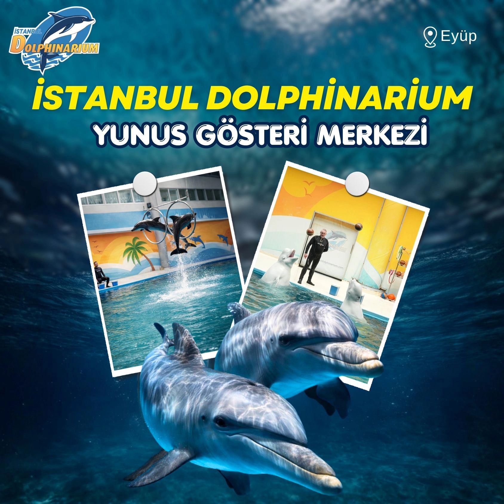 İstanbul Dolphinarium thumbnail